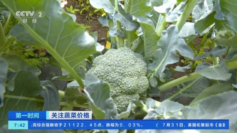 [第一時間]關注蔬菜價格_農業農村部,7月份全國蔬菜價格環比上漲0_5__2025-08-01_08_23_39.jpg