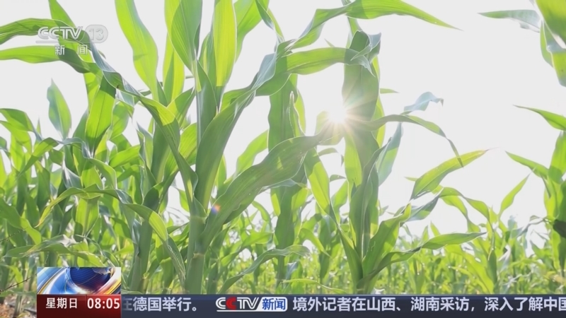 [朝聞天下]農業農村部_啟動農業防高溫干旱三級應急響應_2025-07-27_08_29_33.jpg