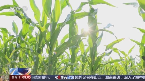 [朝聞天下]農業農村部_啟動農業防高溫干旱三級應急響應_2025-07-27_08_29_33.jpg