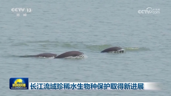 [視頻]長江流域珍稀水生物種保護取得新進展_2025-07-28_19_27_31.jpg